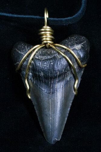 Megalodon Tooth Necklace (Twitter Giveaway Prize) #4694